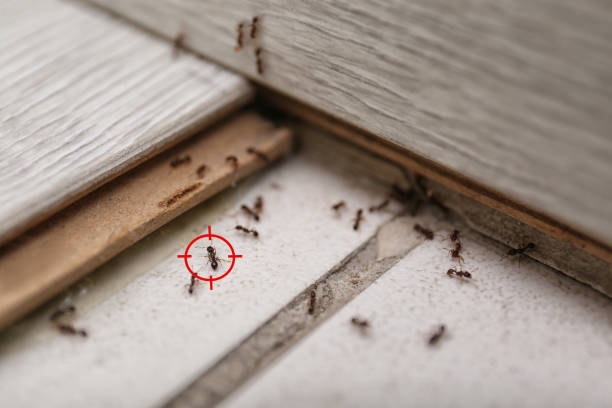 Best Insect Control  in Clinton, TN