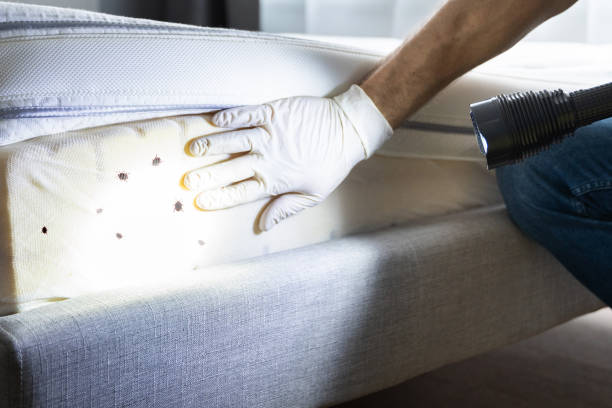Wasp Removal Services in Clinton, TN