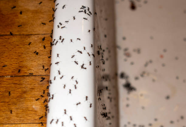 Best Commercial Pest Control Services  in Clinton, TN