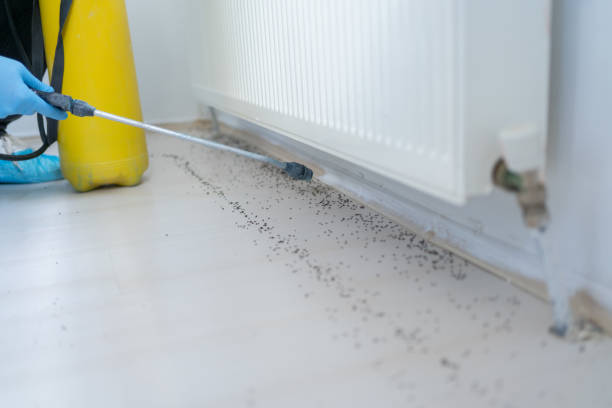 Best Bed Bug Extermination  in Clinton, TN